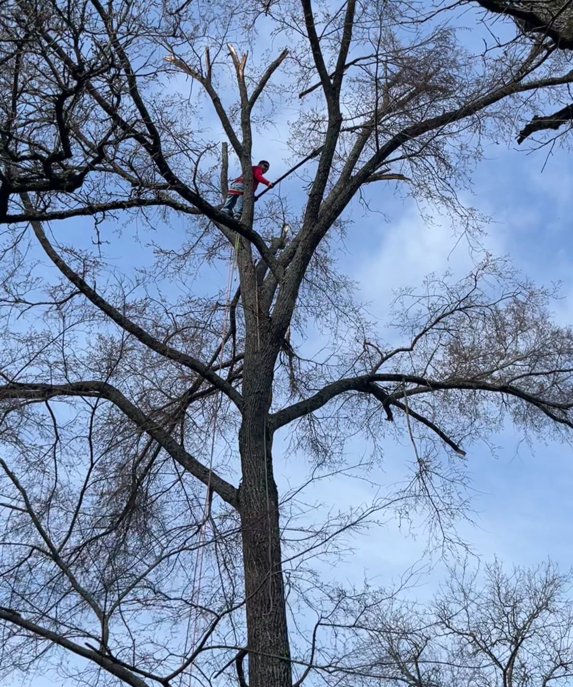 Brazos Valley Tree Services LLC Image